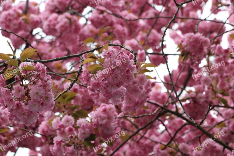 Cherry Blossom Bonn Pink Spring Blossom