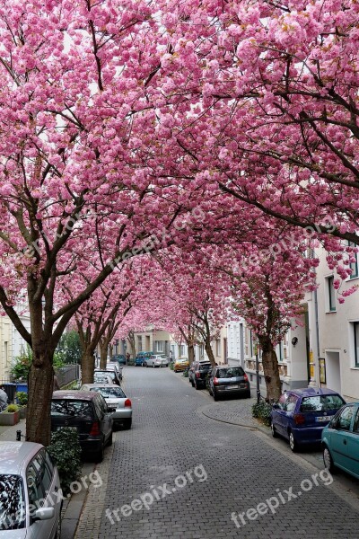 Cherry Blossom Bonn Pink Spring Blossom