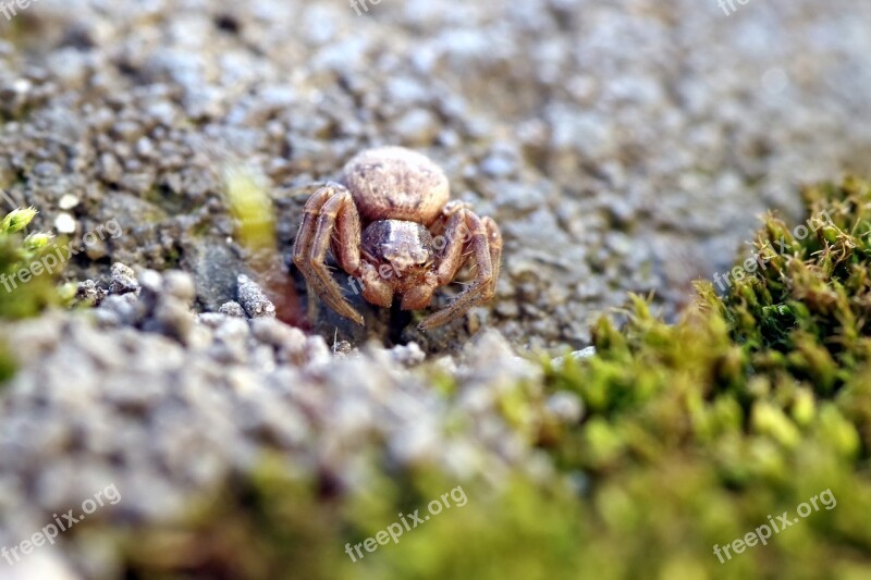 Spider Small Tiny A Small Insect Arachnid