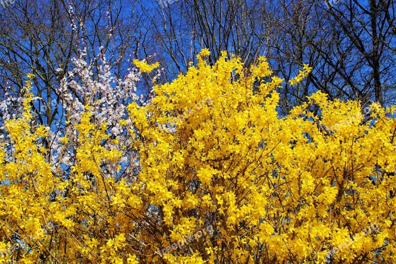 Forsythia Forsythienbusch Bush Forsythienstrauch Early Bloomer