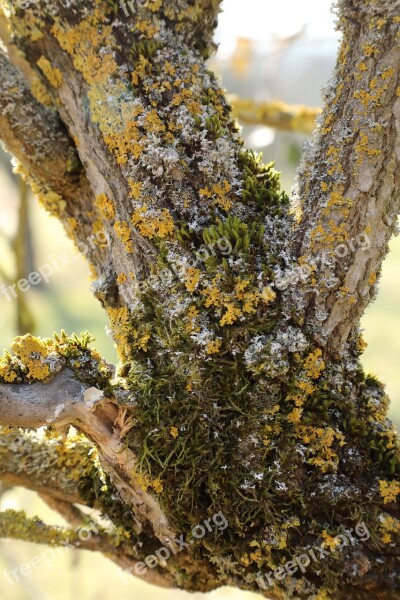 Elderberry Shrub Trunk Moss Lichen