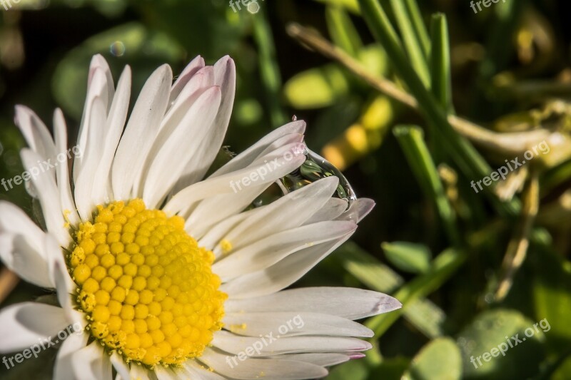 Raindrop Geese Flower Daisy Drop Of Water Drops Between The Petals