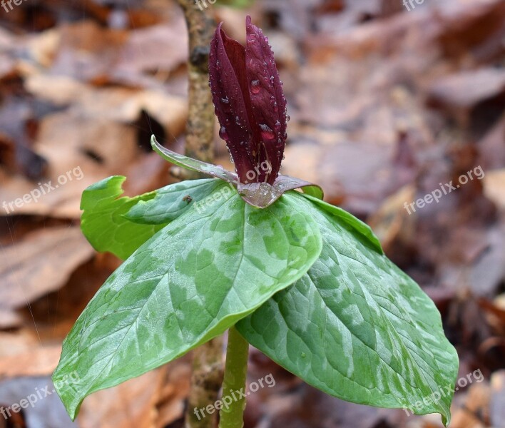 Trillium Recurvatum Dark Red Trillium Rain-wet Rain Velvet-red