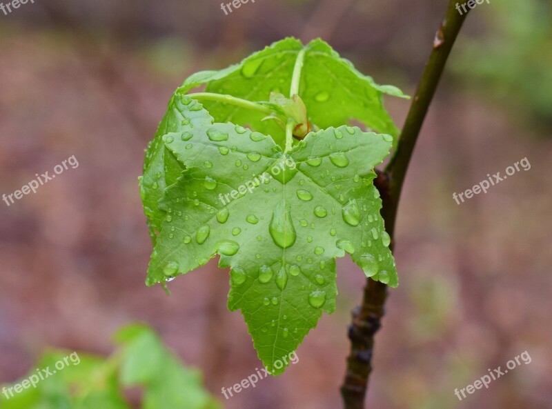 New Sweetgum Leaves Sweetgum Leaves Foliage Rain-wet