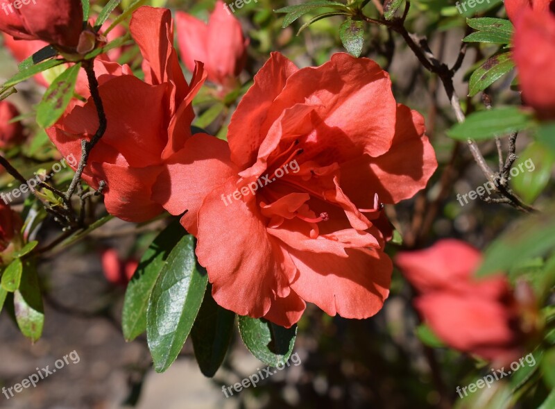 Orange Azalea Azalea Flower Blossom Bloom