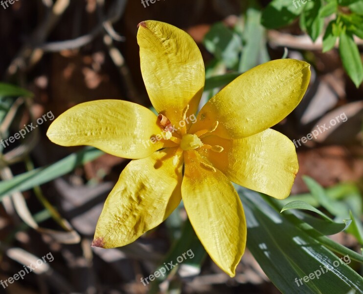 Species Tulip Tulip Fully Open Flower Blossom