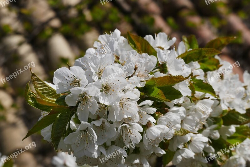 Spring Apple Blossom Nature Apple Tree Blossom