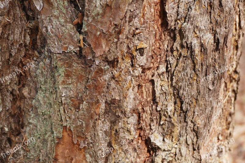 Tree Bark Tree Bark Structure Wood