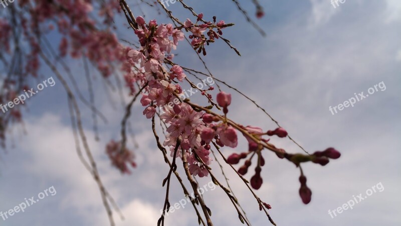 Cherry Blossoms Pink Flower Spring Weeping Cherry Tree Free Photos