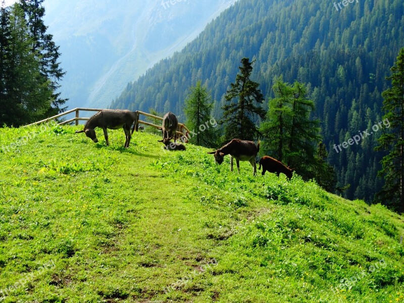 Donkey Animals Mountain Alp Alm