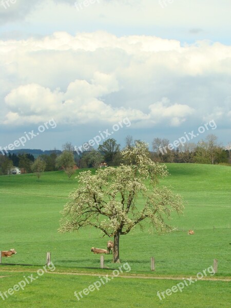 Tree Clouds Reported Sky Landscape