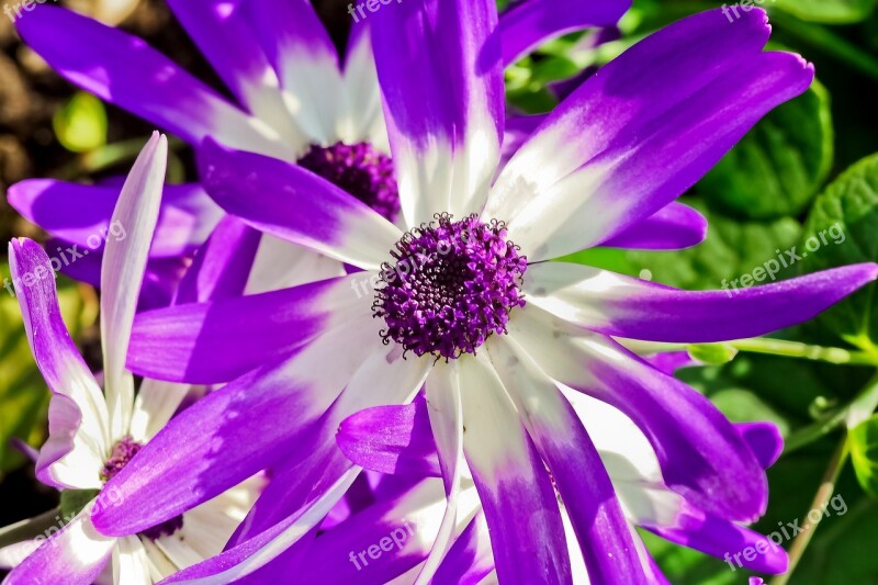 Daisies Flower Plant Nature Spring