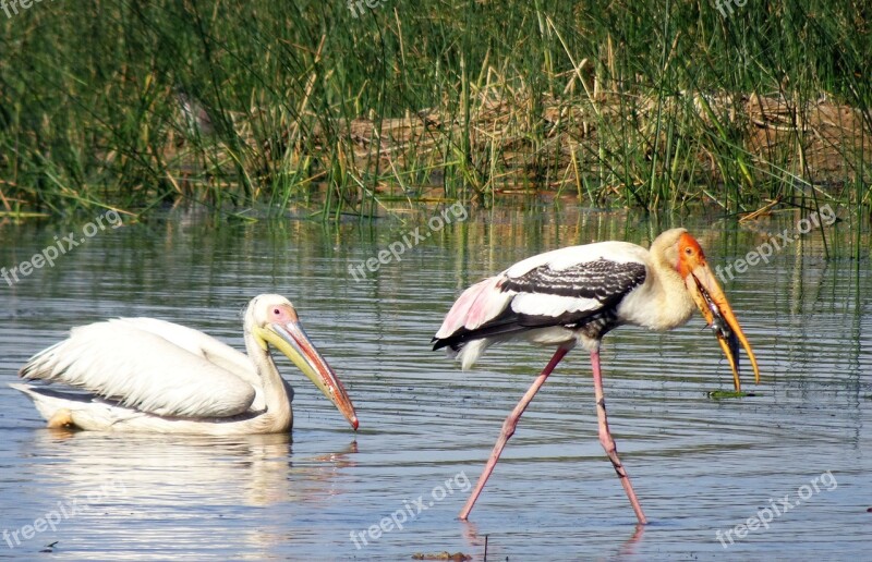 Bird Pelican Painted Stork Great White Pelican Pelecanus Onocrotalus