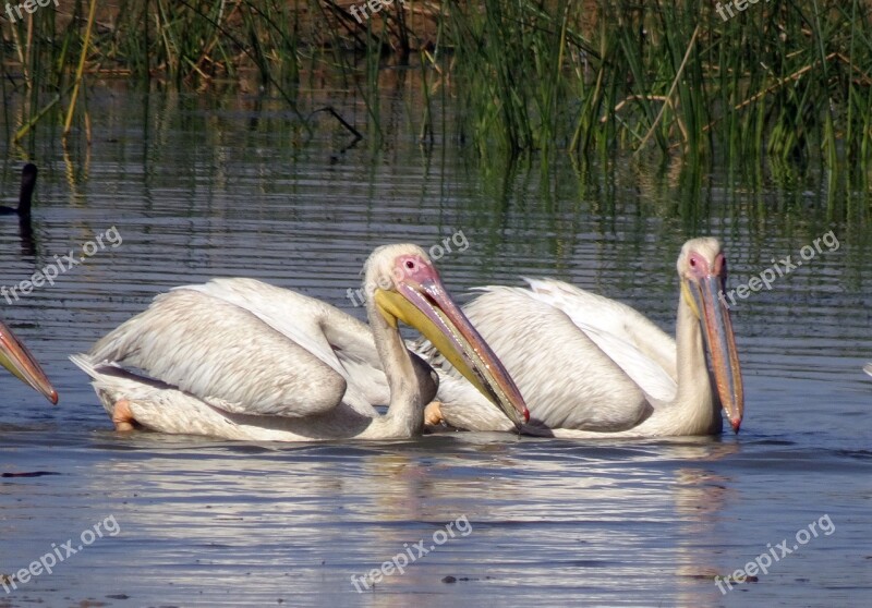 Bird Great White Pelican Pelecanus Onocrotalus Eastern White Pelican Rosy Pelican