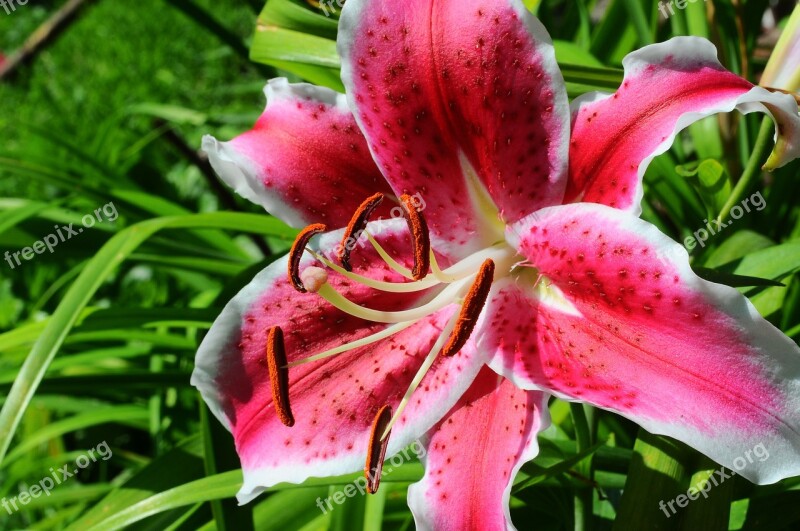 Tiger Lilies Macro Shooting Safranbolu Free Photos