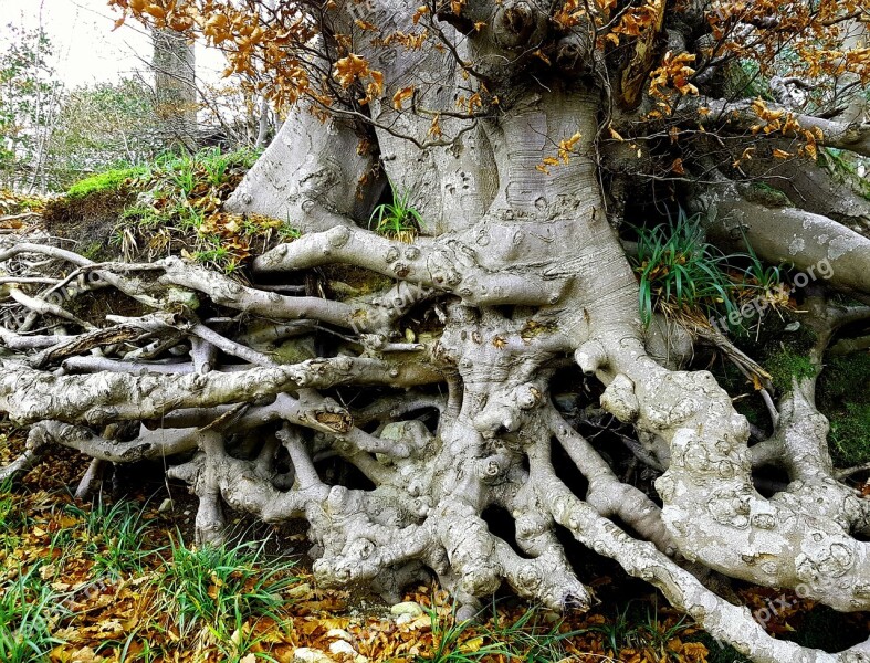 Tree Landscape Tree With Roots Pattern Natural