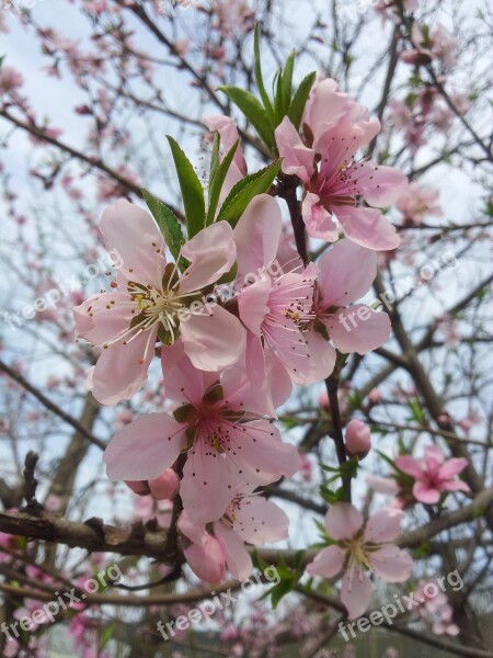 Copy Flower Spring Peach Free Photos