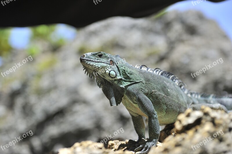 Reptile Iguana Fauna Wild Animal Dinosaur