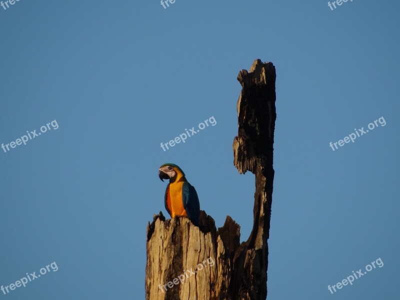 Arara Nature Tropical Birds Brazilian Fauna Brazil