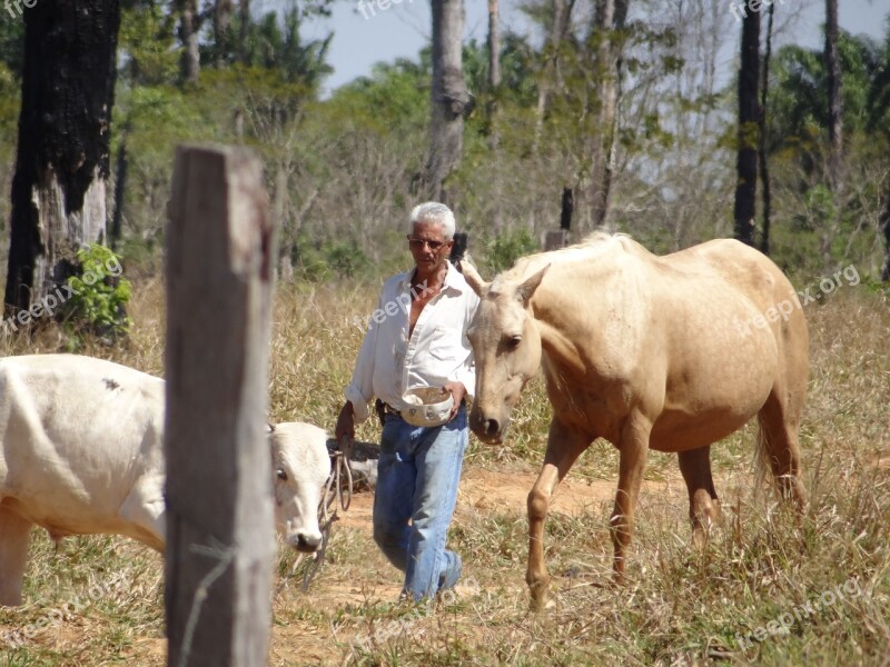 Mare Equine Pawn Farm Rural