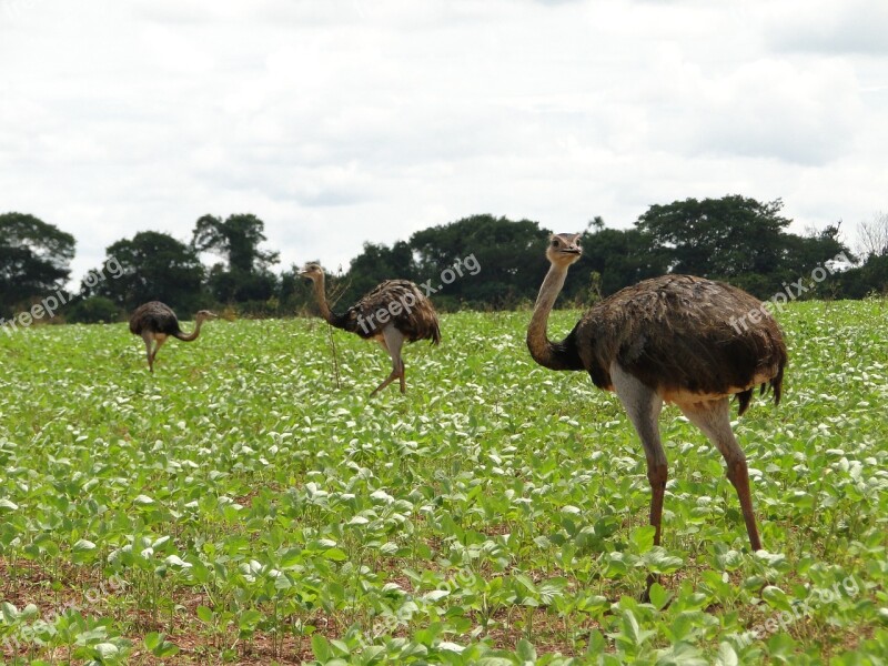 Ema Soybeans Nature Soy Animals