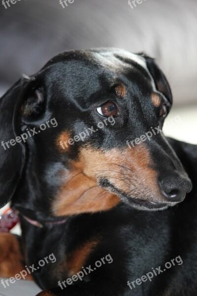 Dachshund Dog Black Fire Small Dog