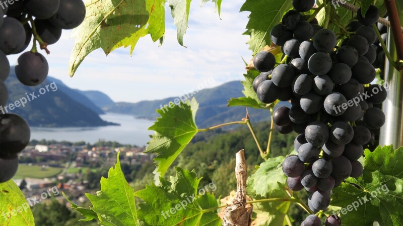 Grapes Lake Plant Nature Winegrowing