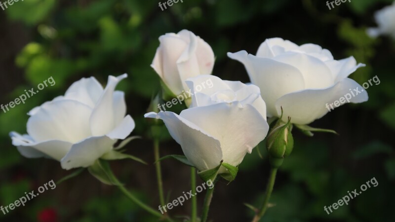 Rose White White Rose White Roses Flower