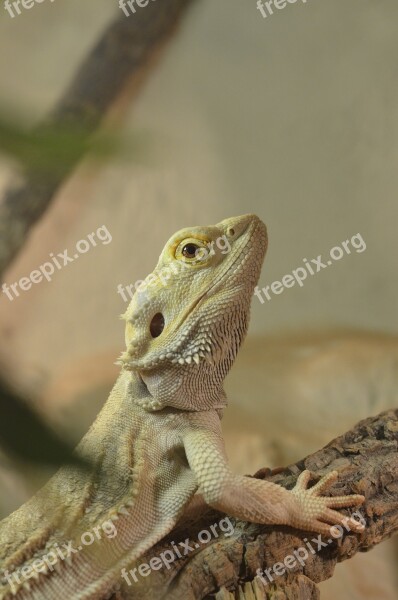 Bearded Dragon Reptile Pogona Vitticeps Terrarium Animal