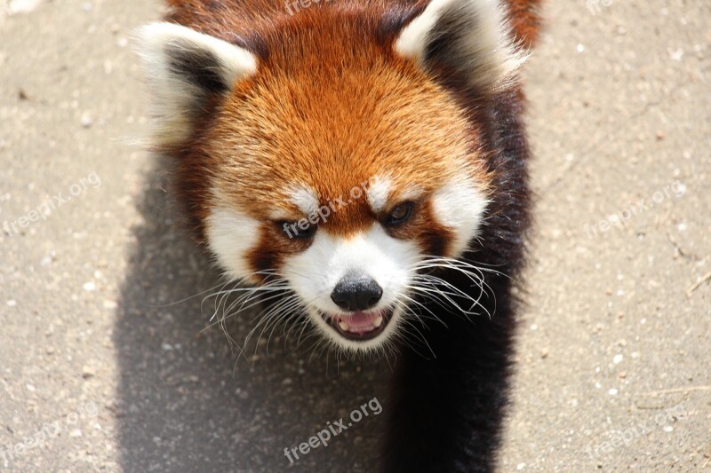 Animal Red Panda Zoo Free Photos