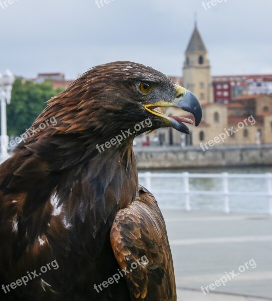 Aguila Ave Bird Of Prey Wings Birds Of Prey