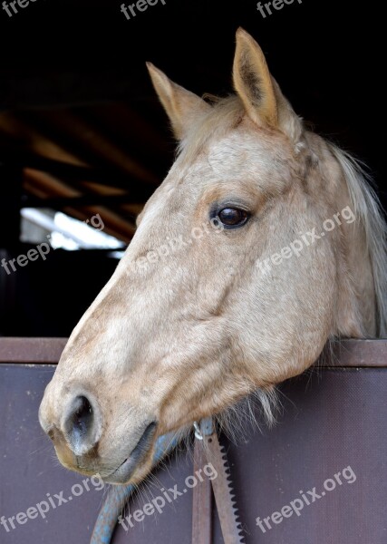 Horse Head Animal Light Stable