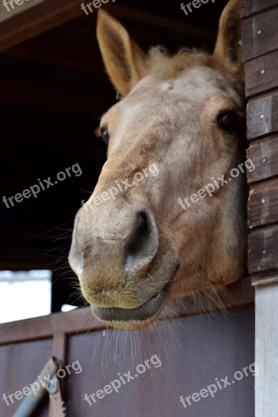 Horse Head Animal Light Stable