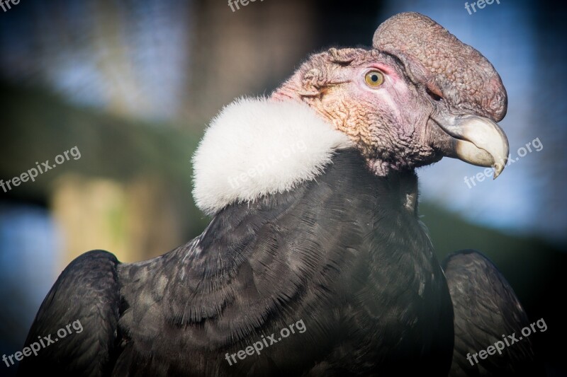 Andean Condor Condor Raptor South America Bill