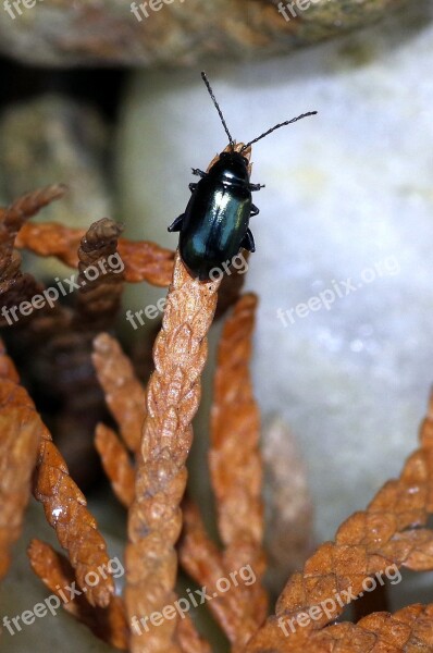 Beetle The Beetle Insect Black Glossy