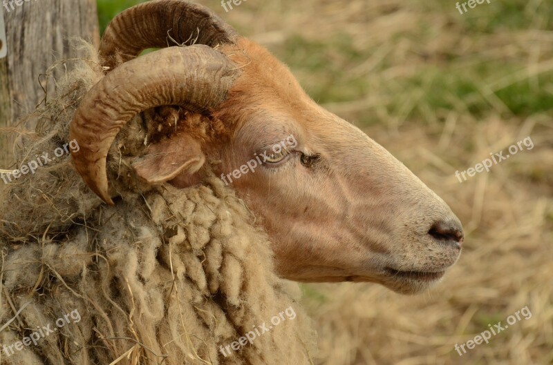 Sheep Head Horns Coat Fauna