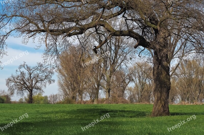 Landscape Meadowlands Trees Bare Branches Blue