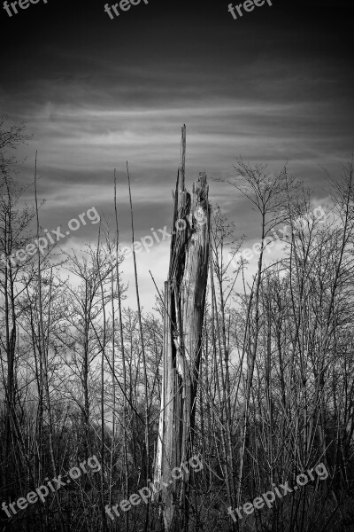 Landscape Meadowlands Trees Bare Branches Mood