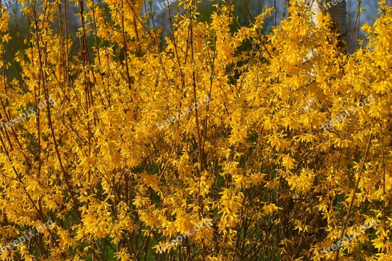 Flowers Yellow Yellow Flowers Forsythia Close Up