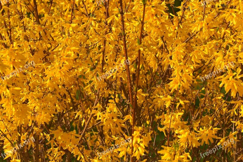 Flowers Yellow Yellow Flowers Forsythia Close Up