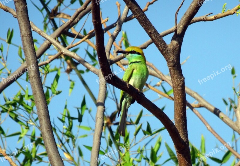 Bird Green Bee-eater Merops Orientalis Little Green Bee-eater Passerine