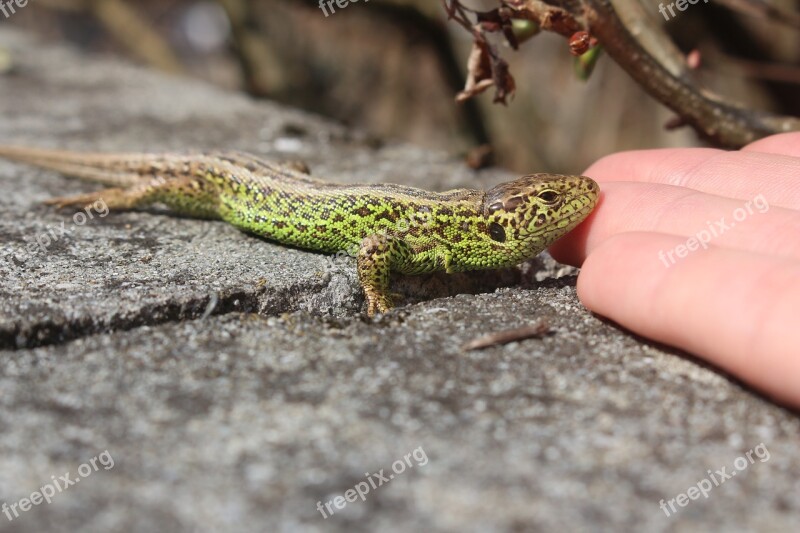 Lizard Macro Handzahm Eye Catcher Free Photos