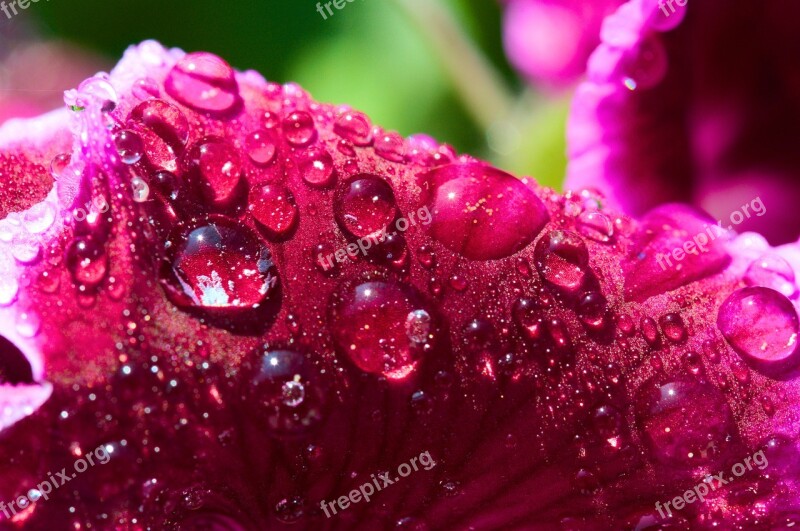 Macro Flower Blossom Bloom Close Up