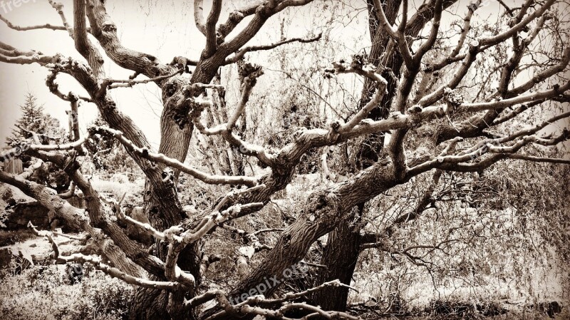 Nature Branch Tree Trunk Wood