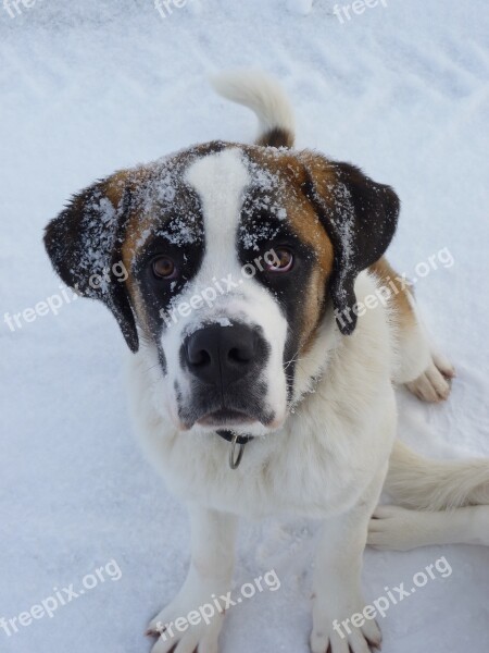 Dog Saint Bernard Animals Free Photos