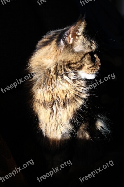 Maine Coon Cat Cat Tomcat Free Photos