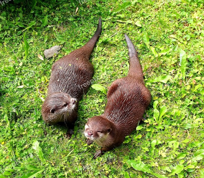 Otter Furry Animal Picture Curious Free Photos