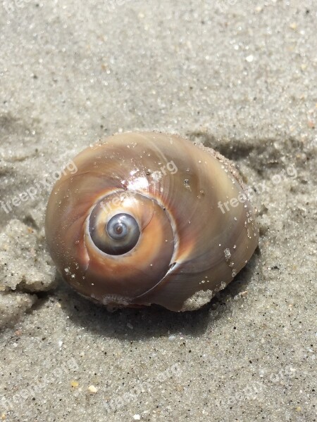 Beach Shell Sand Nature Marine