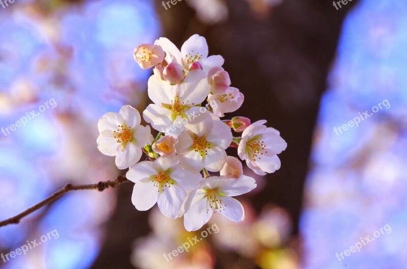 Sakura Cherry Blossom Viewing April Free Photos