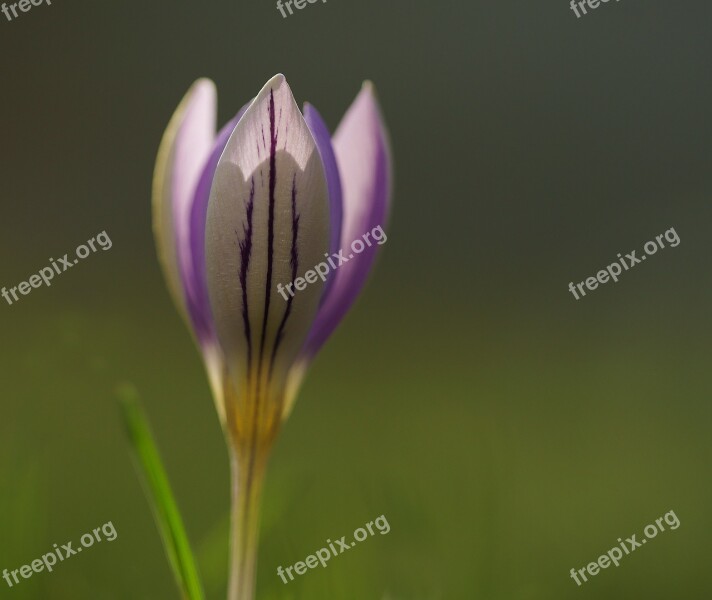 Crocus Purple Spring Flower Blossom